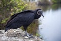 Black Vulture (Coragyps atratus) Royalty Free Stock Photo