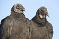 Black Vulture (Coragyps atratus)