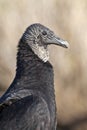 Black Vulture (Coragyps atratus)