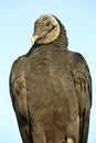 Black Vulture (Coragyps atratus)