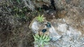 Wildlife:Two Black Vultures are seen on the cliff of the nountains in the Guatemalan Highlands