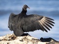 black vulture, Coragyps atratus, basks in the morning with its wings outstretched. Costa Rica