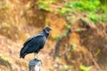Black vulture, Coragyps atratus, Royalty Free Stock Photo