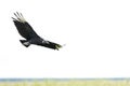 Black Vulture Coragyps atratus Royalty Free Stock Photo