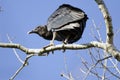 Black Vulture Roost, Georgia, USA Royalty Free Stock Photo