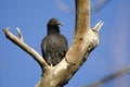 Black Vulture Roost, Georgia, USA