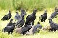 Black Vulture Coragyps atratus Royalty Free Stock Photo