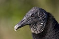 Black Vulture, Coragyps atratus, Everglades National Park, Florida Royalty Free Stock Photo