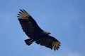 Black vulture (Coragyps atratus Royalty Free Stock Photo