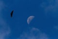 Black Vulture - Coragyps atratus flying on sky with the moon, bird silhouette, amazon rain forest, Peru, bird silhouette,