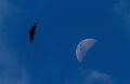 Black Vulture - Coragyps atratus flying on sky with the moon, bird silhouette, amazon rain forest, Peru, bird silhouette,