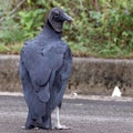 Black Vulture (Coragyps atratus), isolated, perched on the ground. square photo Royalty Free Stock Photo