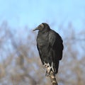 Black Vulture coragyps atratus Royalty Free Stock Photo