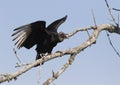 Black vulture Coragyps atratus perched on the tree branch Royalty Free Stock Photo