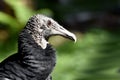 Black vulture, coragyps atratus