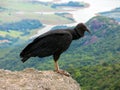 Black Vulture Coragyps atratus on rock Royalty Free Stock Photo