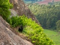 Black Vulture Coragyps atratus on rock with far background Royalty Free Stock Photo