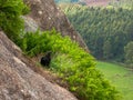 Black Vulture Coragyps atratus on rock with far background Royalty Free Stock Photo