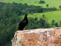 Black Vulture Coragyps atratus on rock with far background Royalty Free Stock Photo