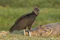 Black vulture, Coragyps atratus Royalty Free Stock Photo