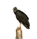 Black vulture, Coragyps atratus