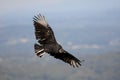 Black Vulture (Coragyps atratusz) Royalty Free Stock Photo