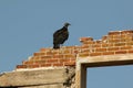 Black Vulture - Cumberland Island, Georgia