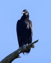 Black Vulture on a dead tree. Royalty Free Stock Photo