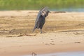 Black Vulture Displaying on a Pantanal Sandbar Royalty Free Stock Photo