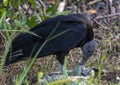 Black vulture eating a dead python along the roadside in the Everglades National Park in Florida. Royalty Free Stock Photo