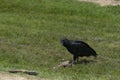Black Vulture feeding on dead animal in field