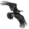 Black Vulture in Flight with Spread Wings Royalty Free Stock Photo