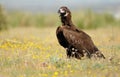 Black vulture among flowers in spring Royalty Free Stock Photo