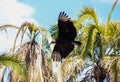 A black vulture flying near some palms in Florida