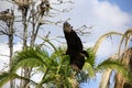 A black vulture flying near some palms in Florida