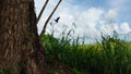 Black Vulture flying next to tree and reed of Nariva Swamp on Trinidad Royalty Free Stock Photo