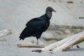 Black Vulture at Grande Riviere beach in Trinidad and Tobago