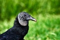 Black vulture in a green tropical forest