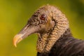 Black Vulture head portrait
