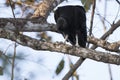 Black Vulture Hunched on Tree Branch Royalty Free Stock Photo