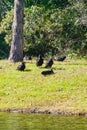 Black Vulture Is Hunting
