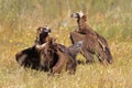 Black vulture in the monfrague national park Royalty Free Stock Photo