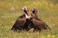 Black vulture in the monfrague national park Royalty Free Stock Photo