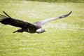 Vulture Royalty Free Stock Photo