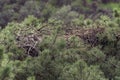 black vulture nest in the top of a tree Royalty Free Stock Photo