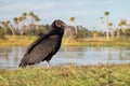 Black Vulture at Orlando Wetlands Park at Dawn Royalty Free Stock Photo