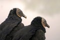 Black vulture pair Royalty Free Stock Photo