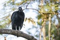 Black Vulture Perched on Branch Royalty Free Stock Photo