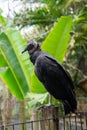 Black Vulture Perched on a fence pole