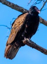 Black vulture perched on limb in tree